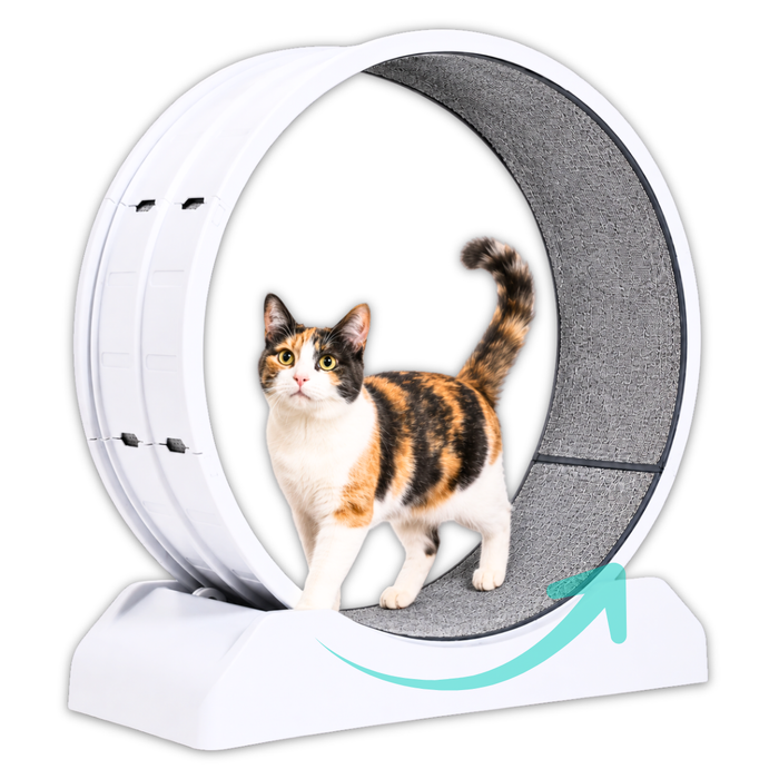 Rueda De Ejercicio Para Gatos Xl Caminadora Antideslizante