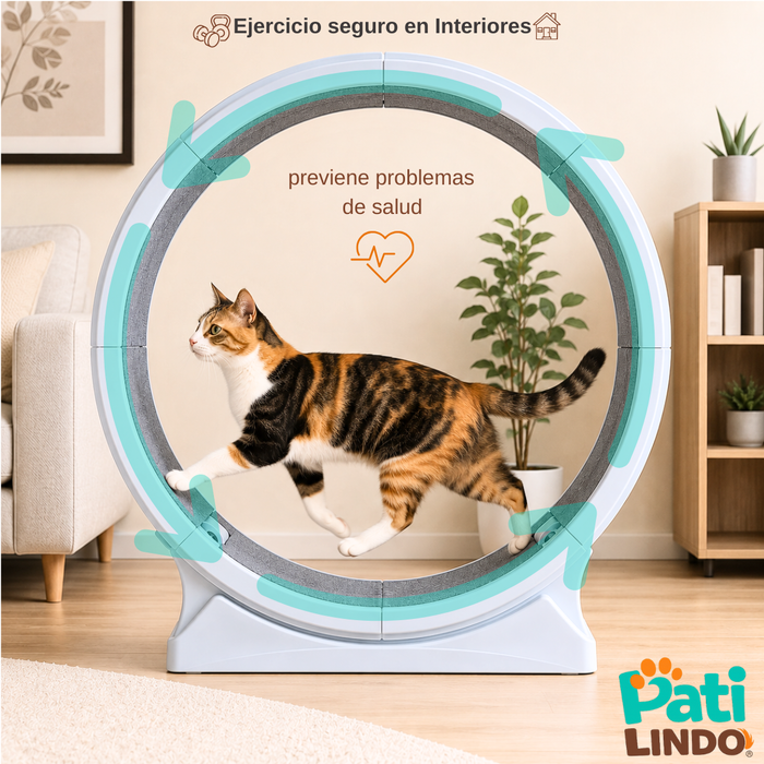 Rueda De Ejercicio Para Gatos Xl Caminadora Antideslizante