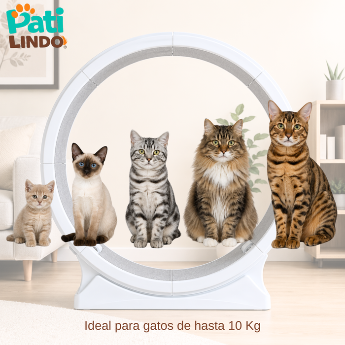 Rueda De Ejercicio Para Gatos Xl Caminadora Antideslizante