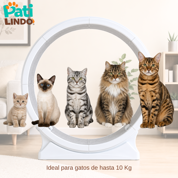 Rueda De Ejercicio Para Gatos Xl Caminadora Antideslizante
